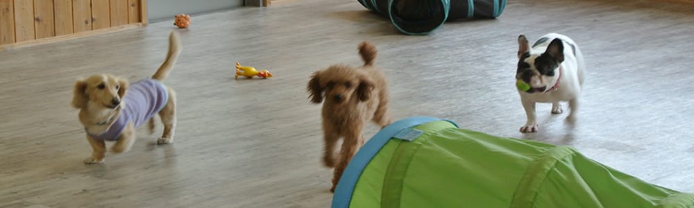 愛犬目線の「快適空間」にこだわりました